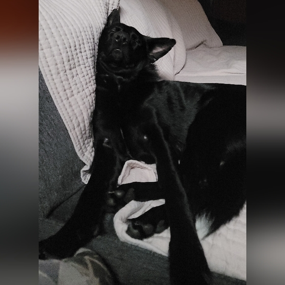 Meet my Hellhound Dexter 😈. He's a thief but loves respectful offers! - Picture 8 of 12